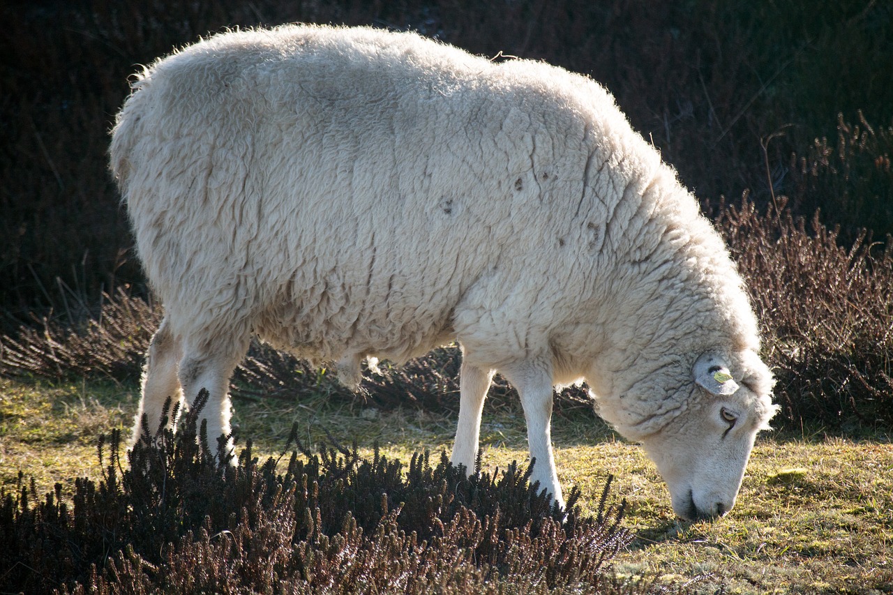 Овцеводство (мясное направление)