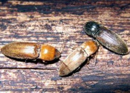 Защита от жука-щелкуна