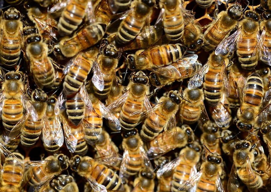 Экологическое пчеловодство