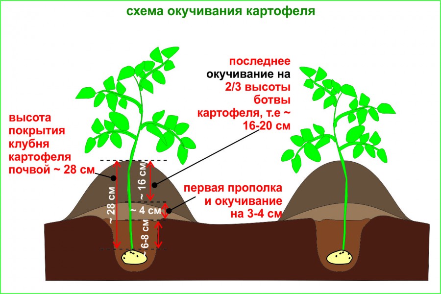 Зачем картошку. Правильное окучивание картофеля. Окучивание картофеля схема. Окучивание картошки схема. Высота окучивания картофеля.