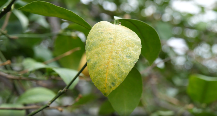 лист лимонного дерева