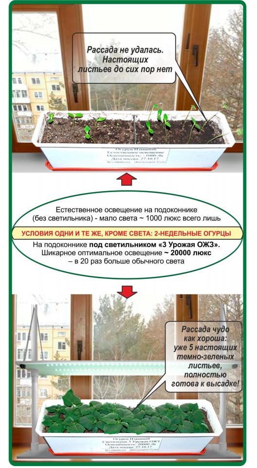 Бизнес план выращивание рассады на продажу