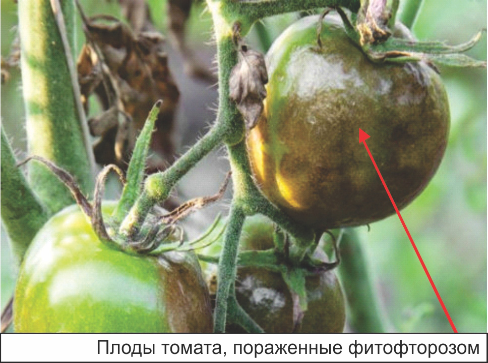 плоды томата, пораженные фитофторозом 1.jpg