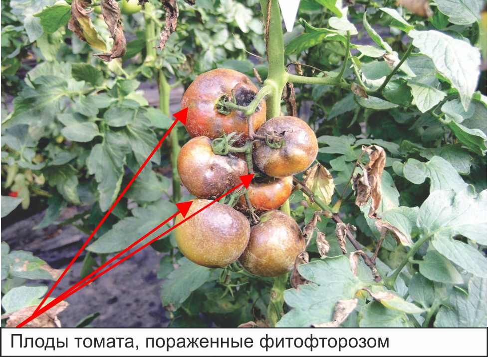 плоды томата 2