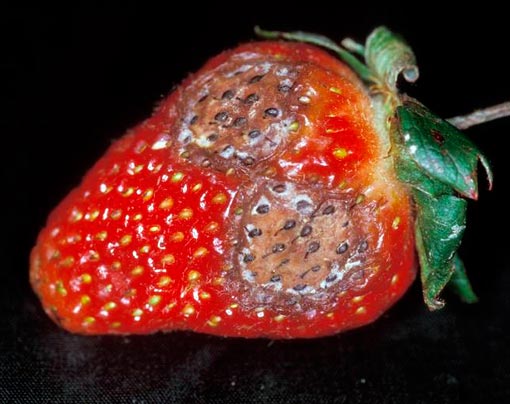 ягода пораженная антракнозом