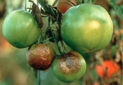 fitoftoroz-na-pomidorah