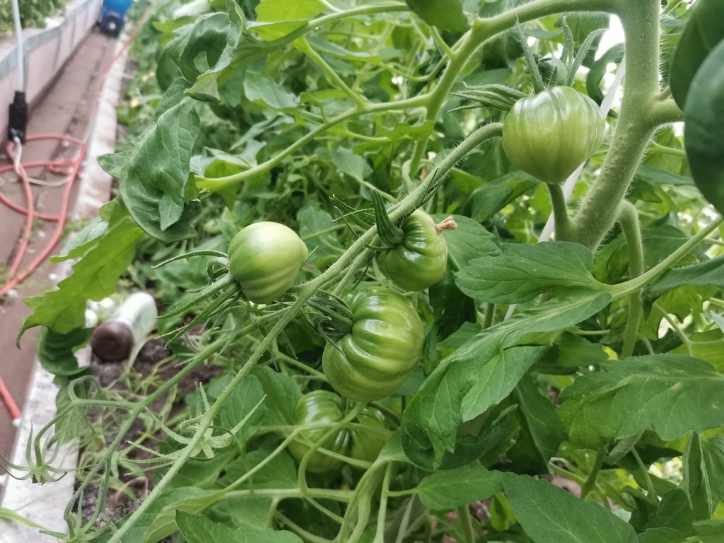 новые помидоры на рассаде