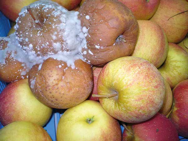болезни яблок при хранении