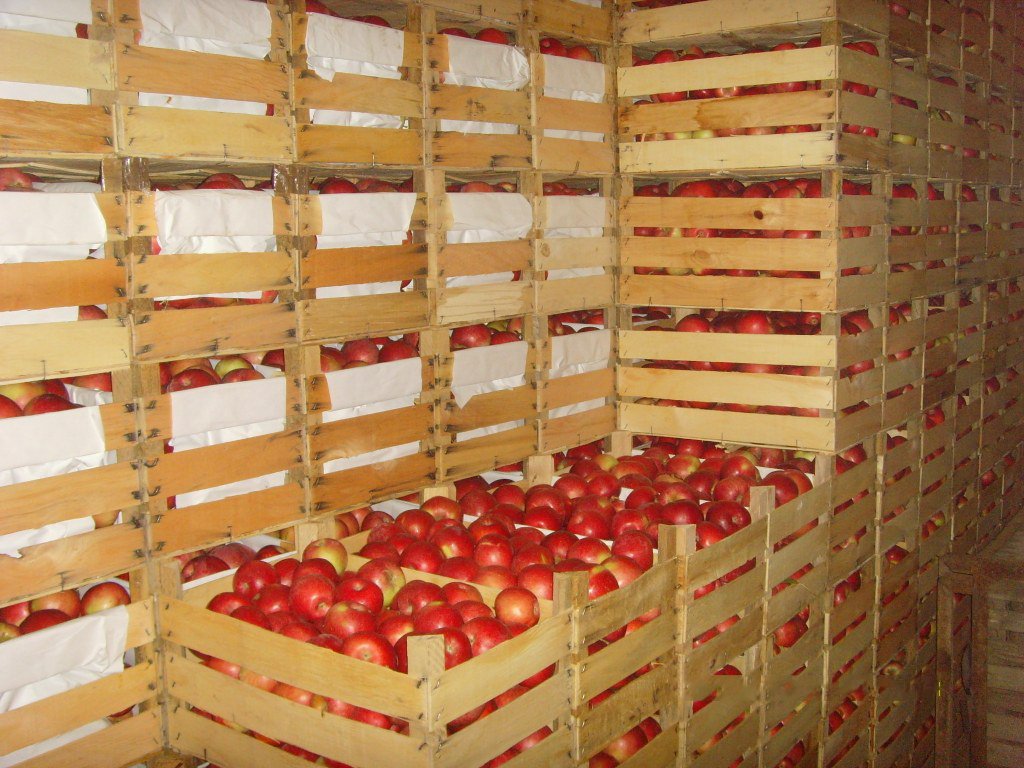 Как сохранить до весны яблоки и 12 беспроигрышных способов заготовки на зиму | irhidey.ru