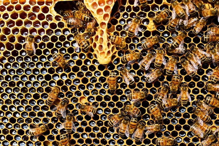 пчелы в сотах
