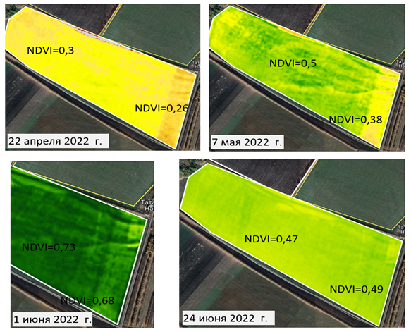 Карты с вегетационными индексами поля озимой пшеницы весной и на начало лета