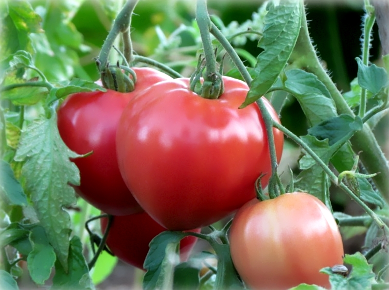 Здоровые плоды томата