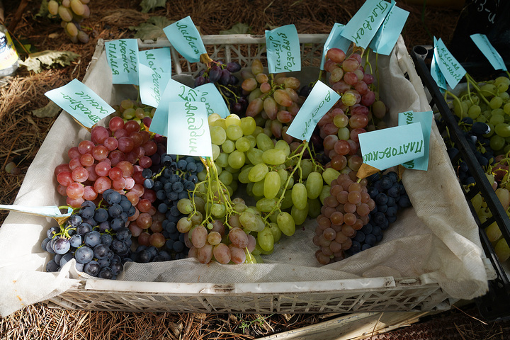 Розличные сорта винограда