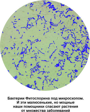 Бактерии Фитоспорина под микроскопом