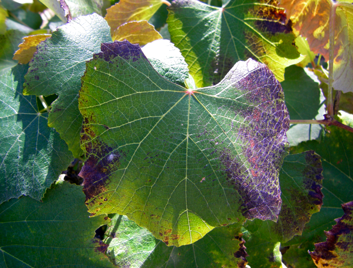 признаки недостатка фосфора у винограда