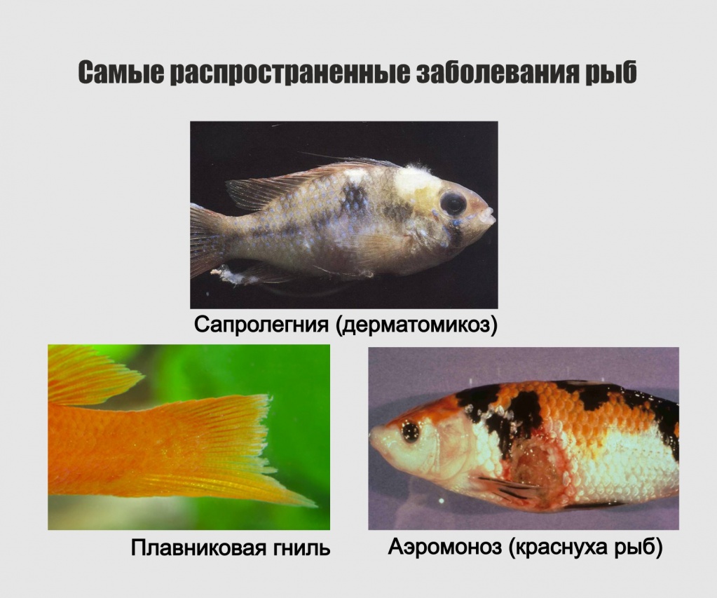 самые распространенные заболевания рыб