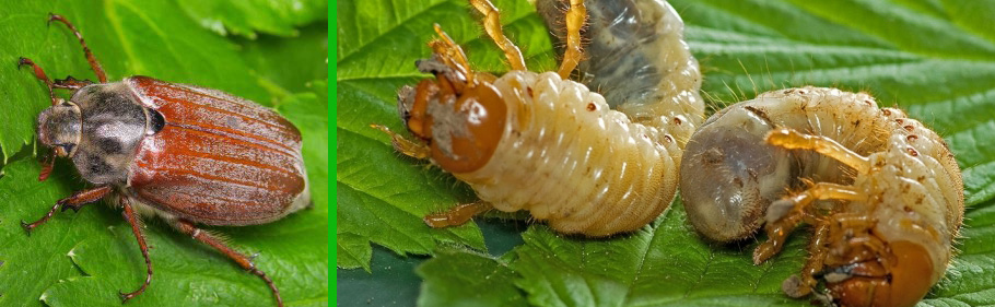 самка майского жука и личинки старших возрастов перед окукливанием