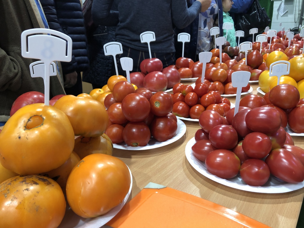 Дегустация народных сортов томатов