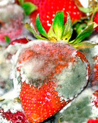 ягоды пораженные белой гнилью