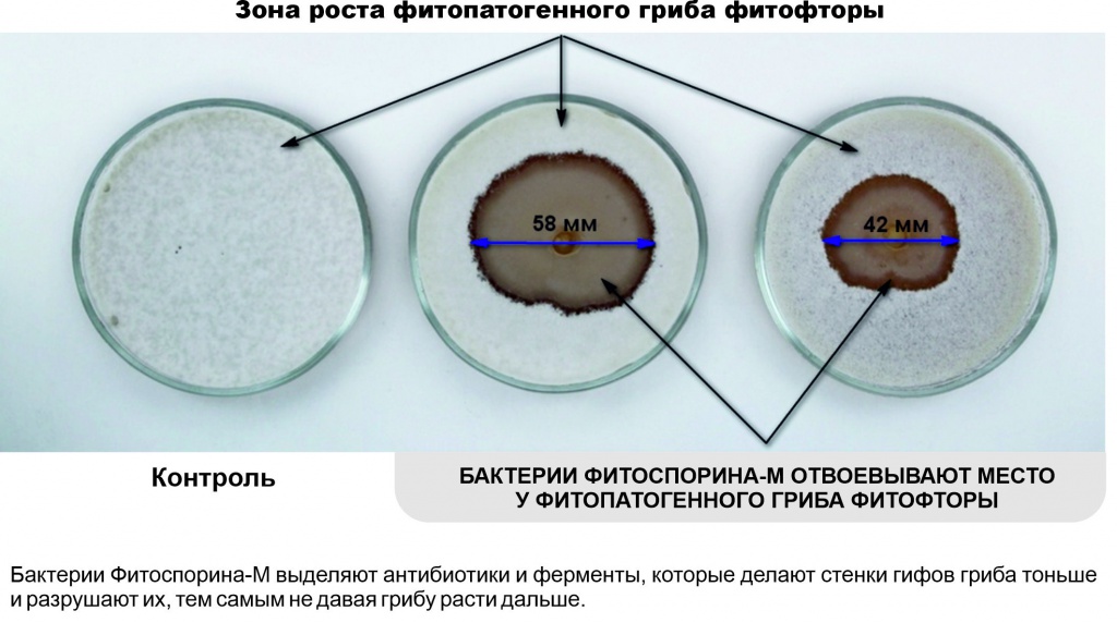 зона роста фитопатогенного гриба фитофторы