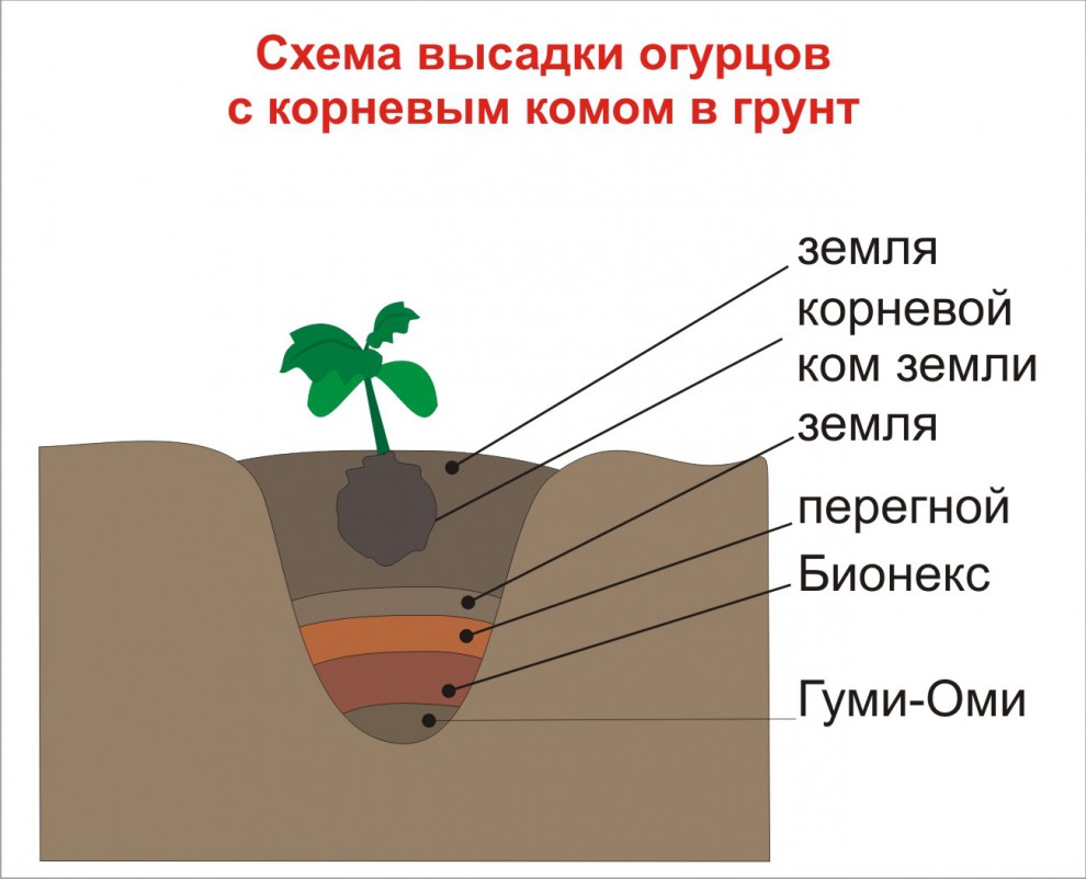 Пересадка рассады огурцов в открытый грунт