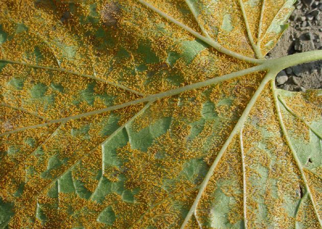 ржавчина на листьях шалфея
