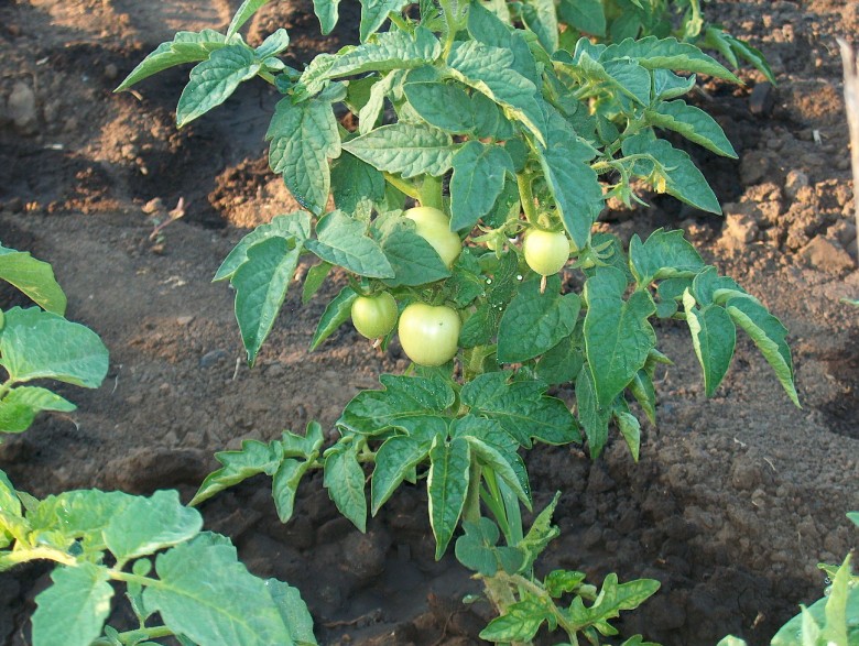 здоровые листья и стебли томата