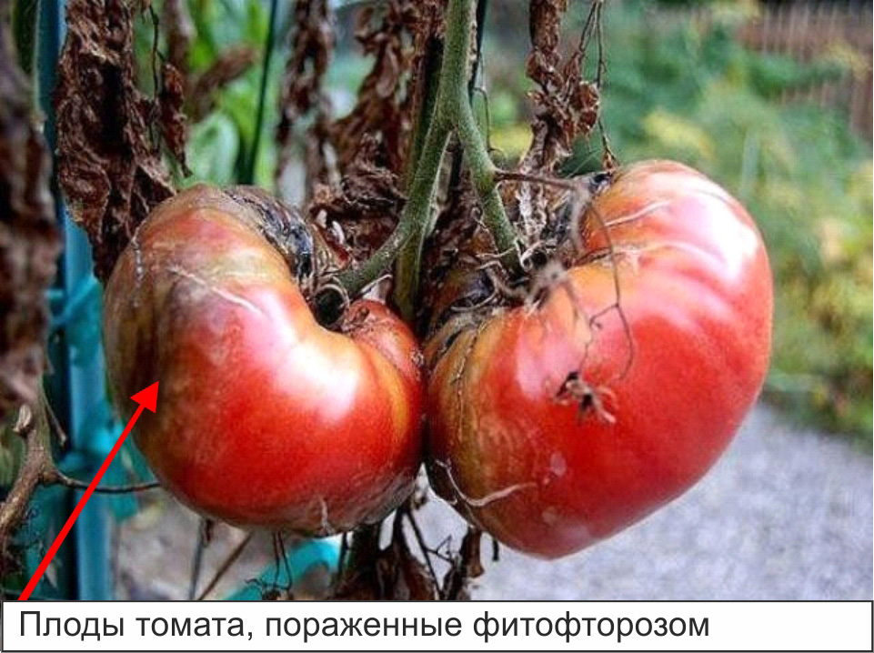 плоды томата 3
