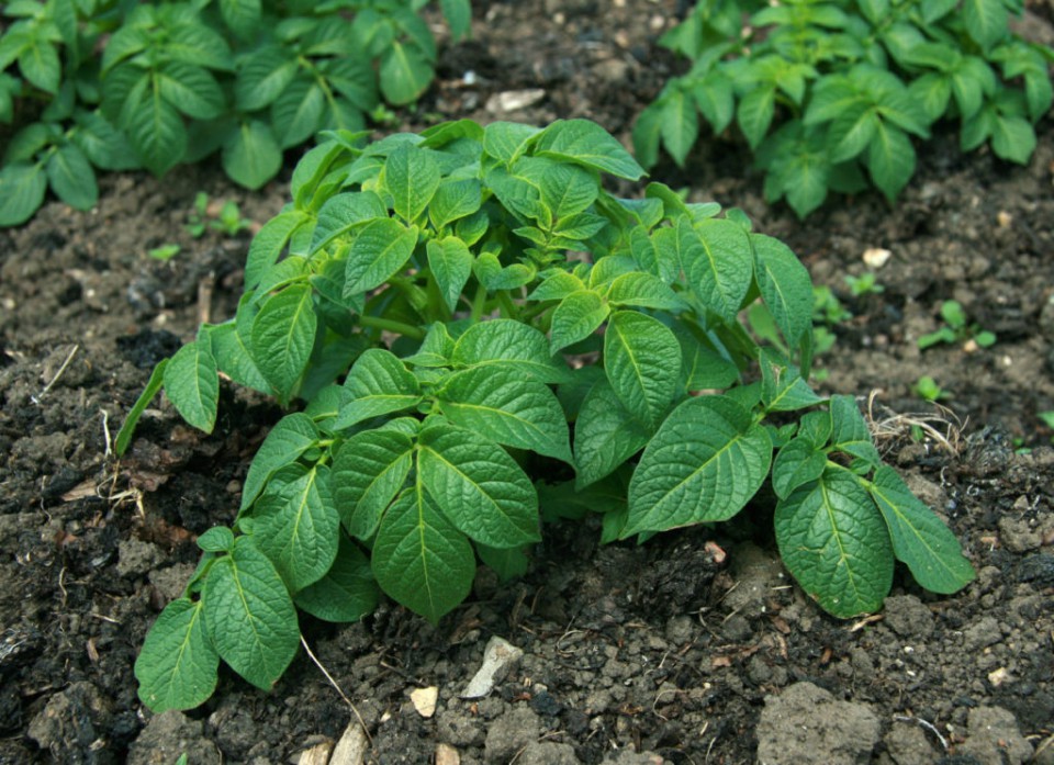 здоровые листья картофеля