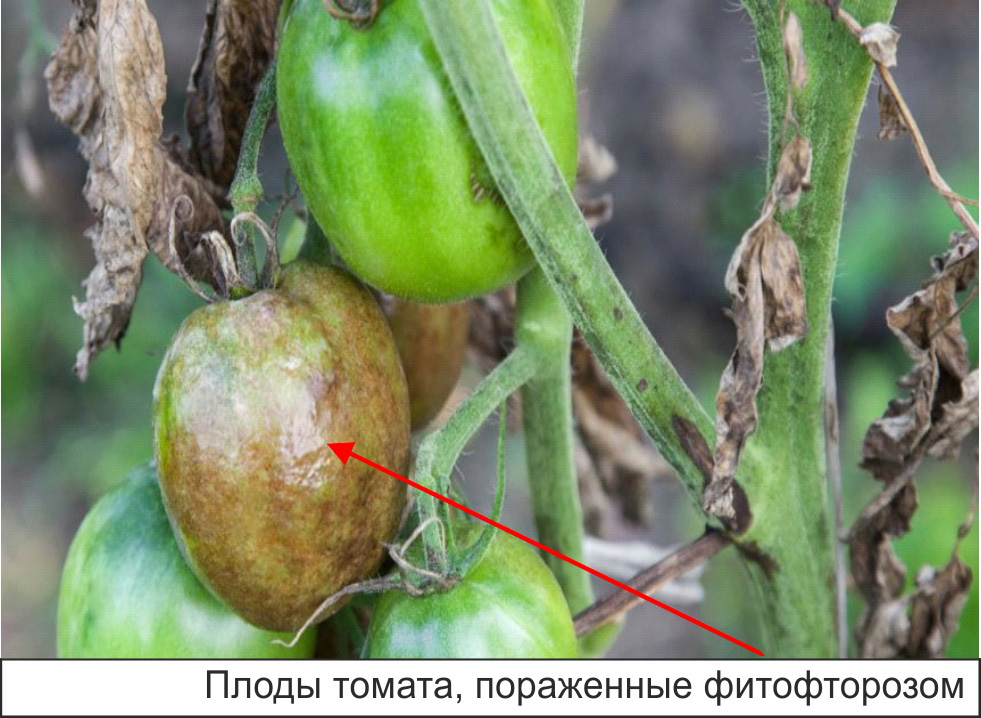 плоды томата, пораженные фитофторозом
