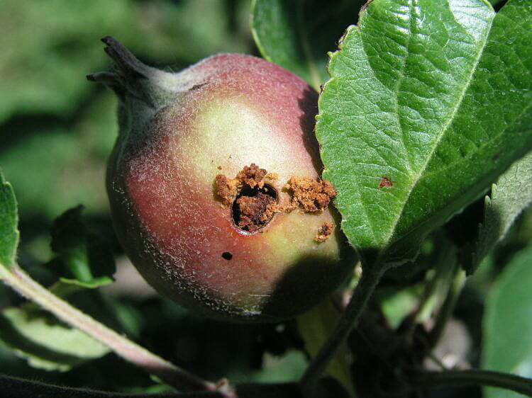 плод, поврежденный личинкой яблоневого пилильщика