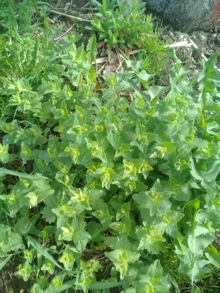 Сороканедужник или райская трава. Будра плющевидная (Glechoma hederaceae  L.) Семейство Яснотковых (Lamiaceae)