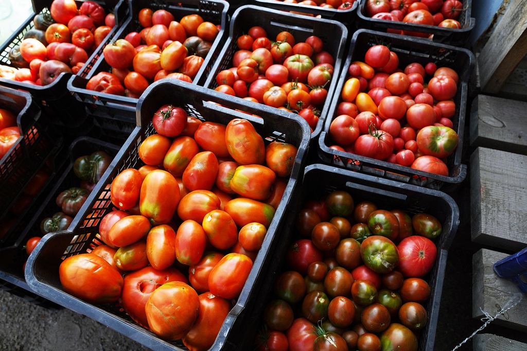 Самые лучшие сортовые томаты от проекта «Мичурин – томаты, перцы»