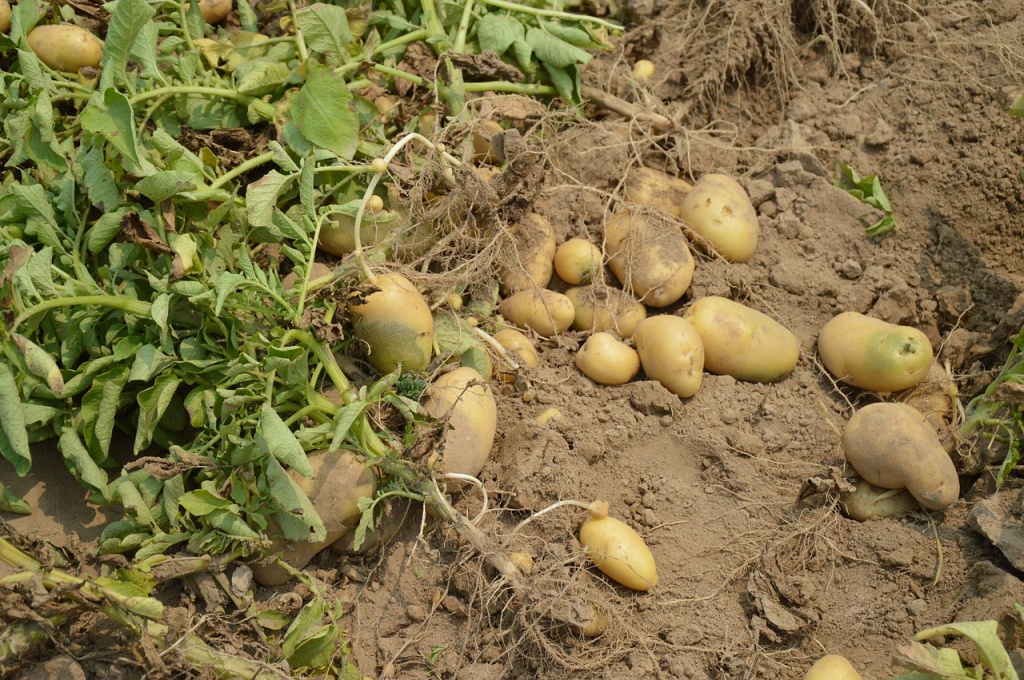 Народные сорта картофеля