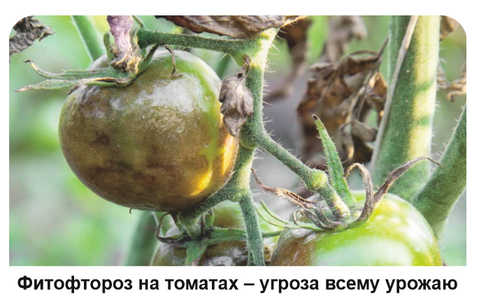 Фитофтороз на томатах