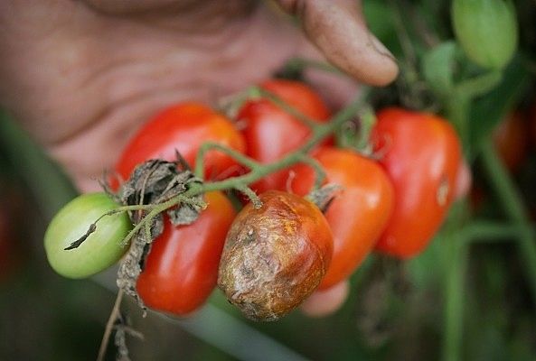 плоды томата пораженные фитофторозом