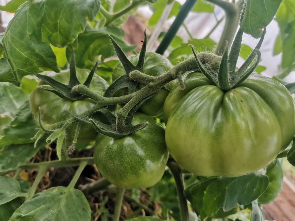 Новый урожай томатов