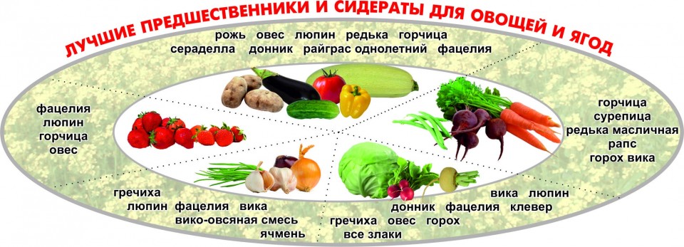 Какие сидераты для овощных культур