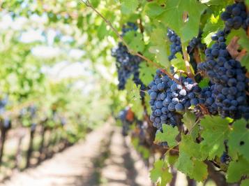 Возделывание винограда