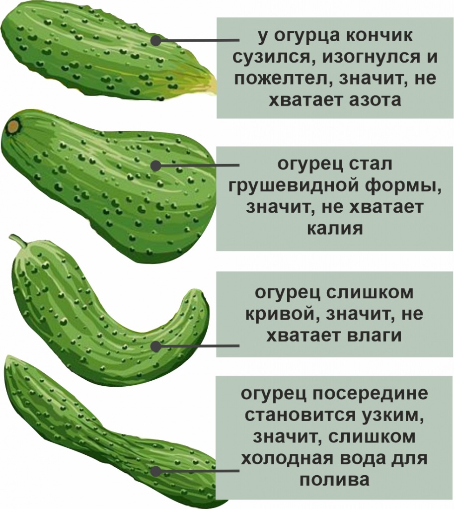 Огурцы