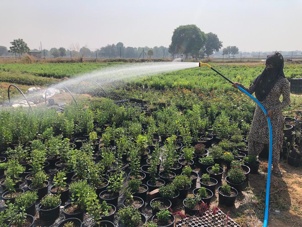 Полив растений в Индии
