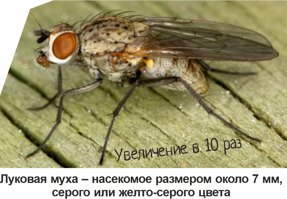 Луковая муха