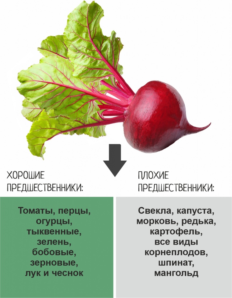 Свекла очень полезная, А С Кормилицей Микоризой, 33 Богатырями и Гуми – еще  и самая вкусная!