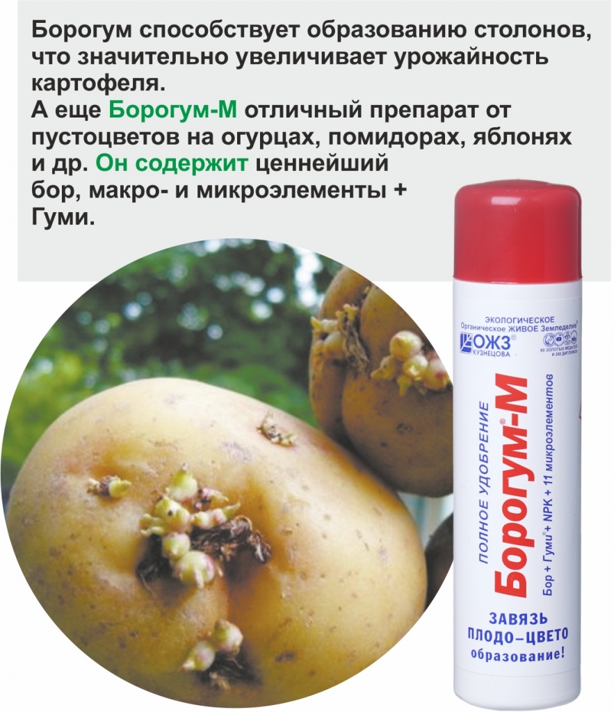 Борогум и Яровизация картофеля