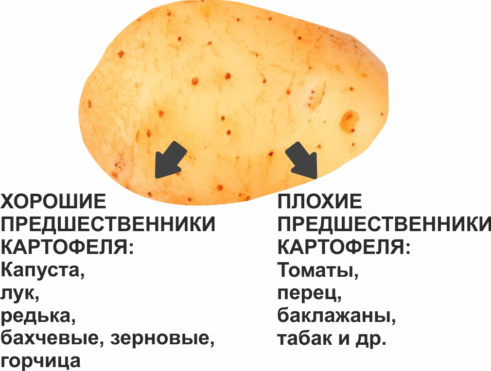 Предшественники картофеля